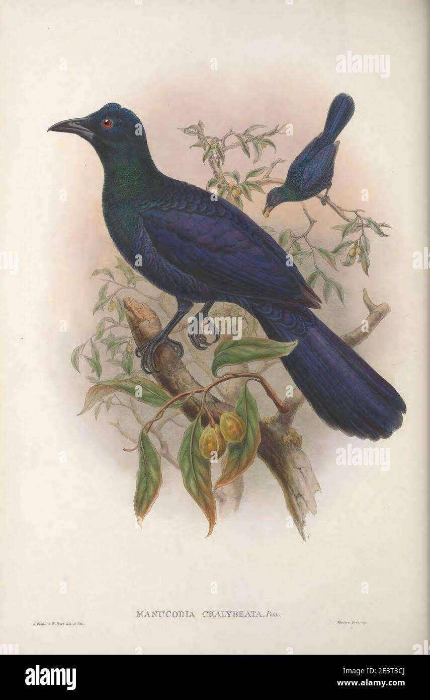 Monograph of the paradiseidae hi-res stock photography and images - Alamy