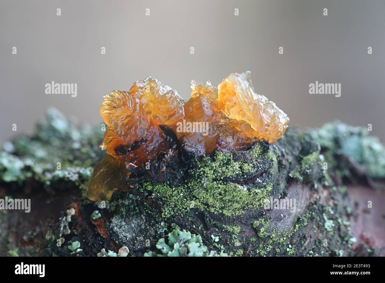 Gummosis hires stock photography and images Alamy