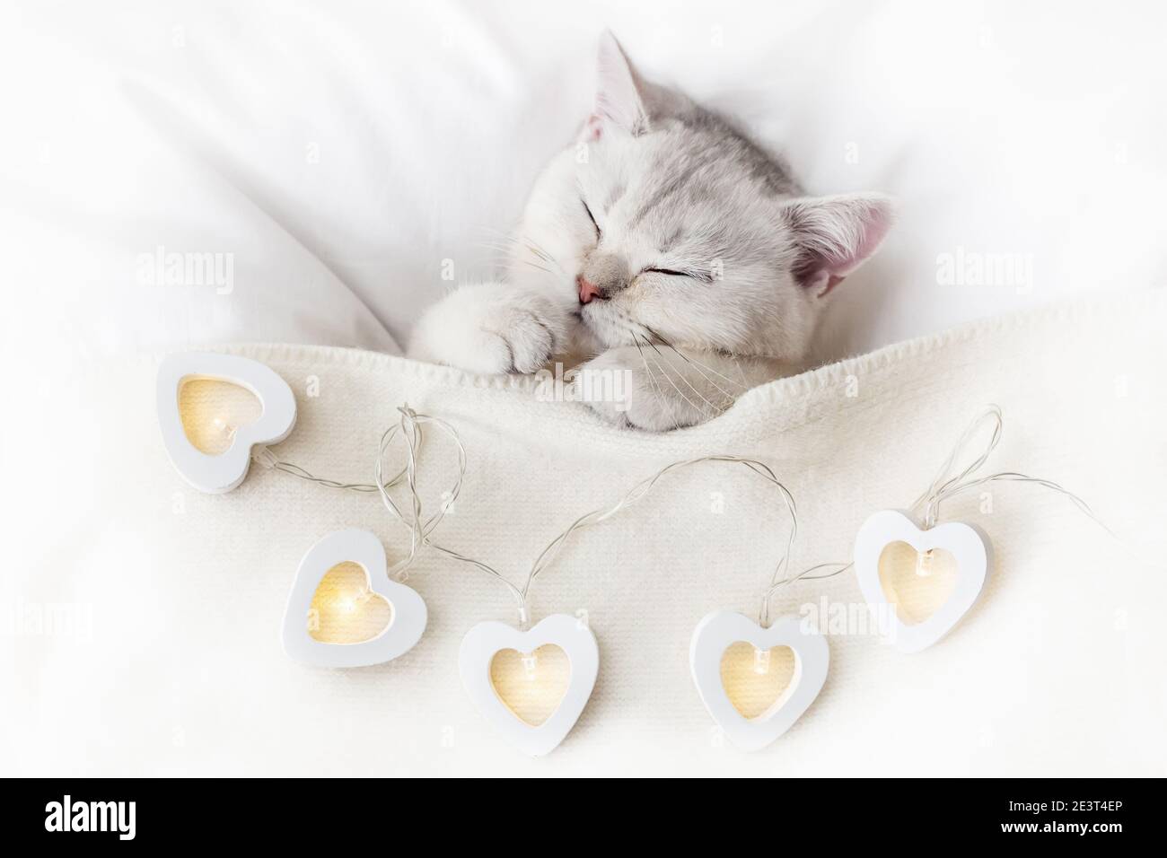 A cute white kitten sleeps on a white bed under a knitted blanket with glowing garlands in the form of hearts. Stock Photo