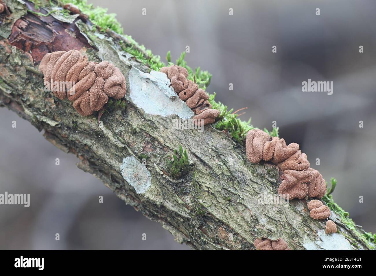 Encoelia furfuracea, known as spring hazelcup, wild fungus from Finland Stock Photo