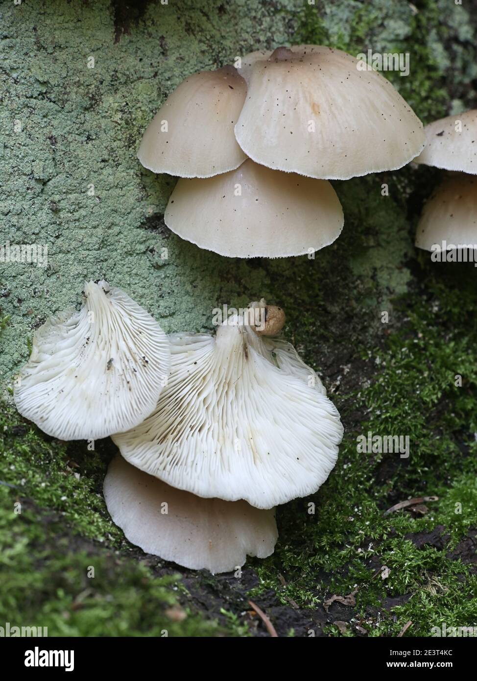 crepidotus applanatus, known as flat oysterling or flat crep, wild mushroom from Finland Stock Photo