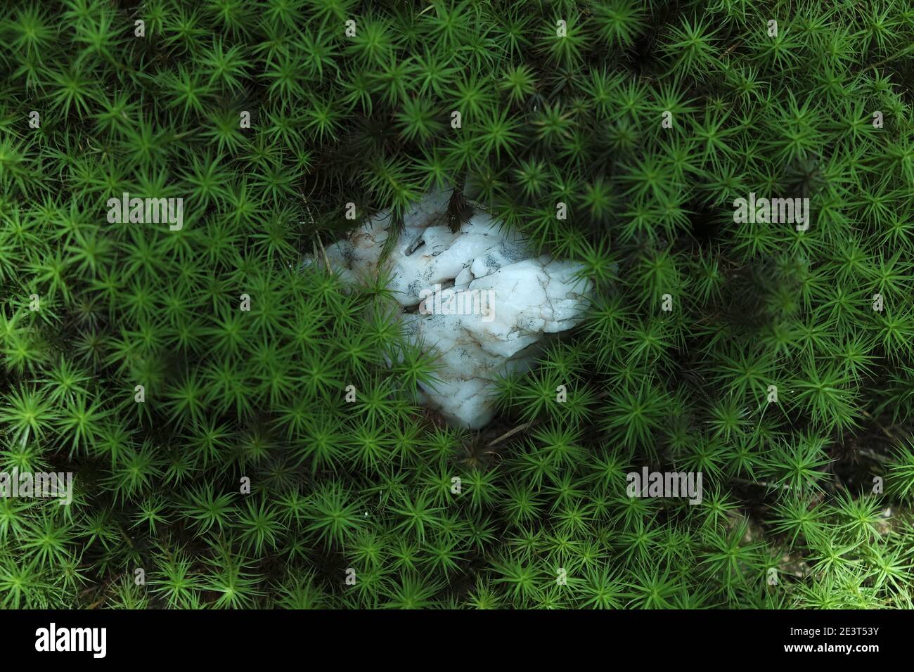 close up of star-shaped green moss (sagina subulata) with a white rock showing Stock Photo