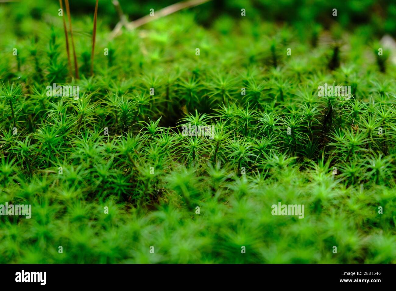 close up of star-shaped green moss (sagina subulata) Stock Photo