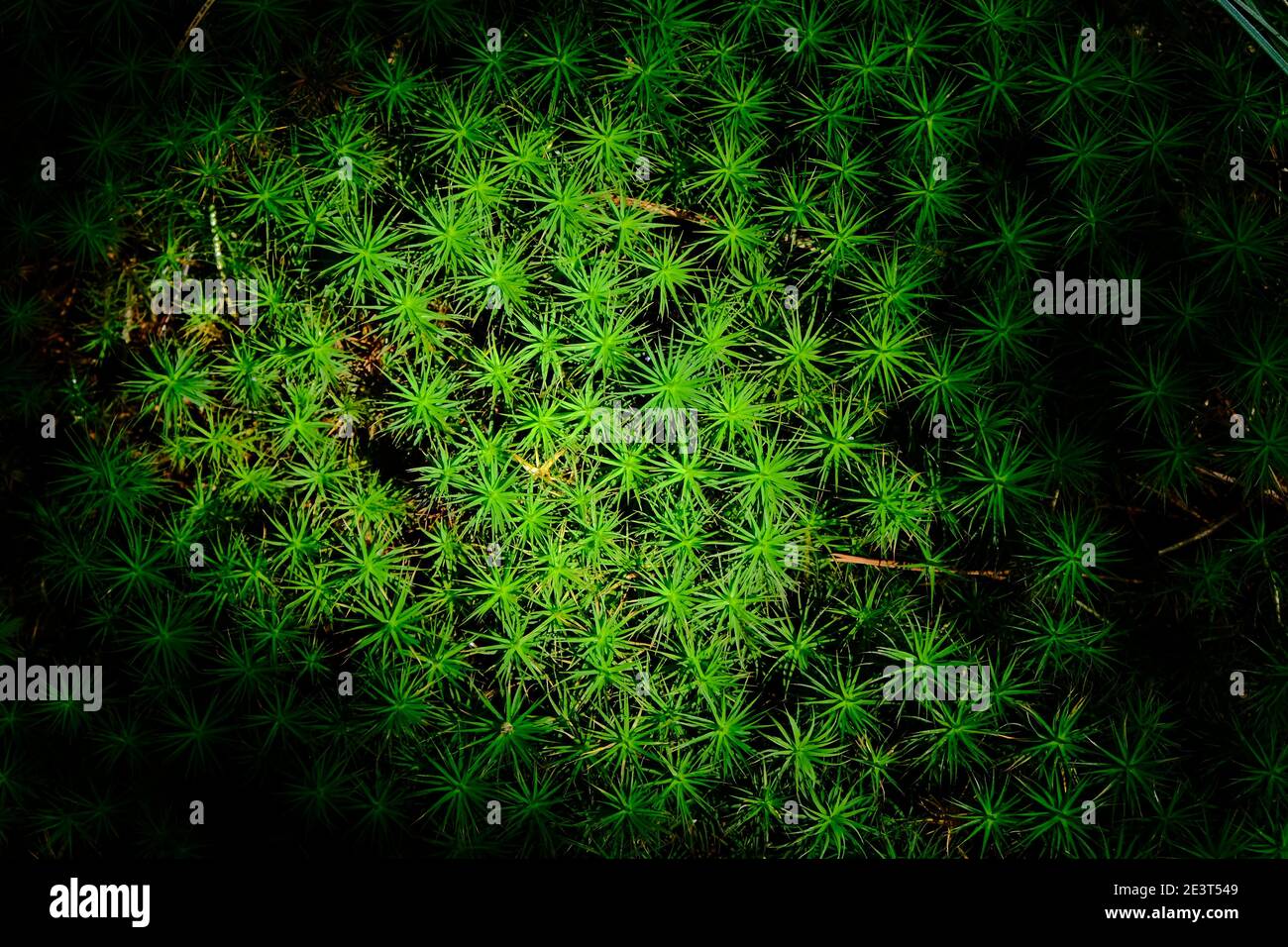top view close up of star-shaped green moss (sagina subulata) Stock Photo
