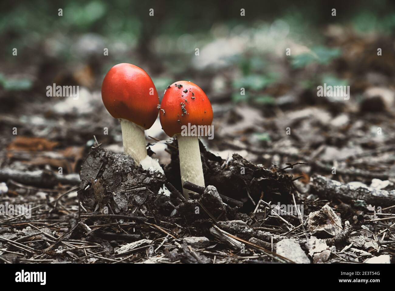 Two new mushrooms with red caps breaking through the dirt of the forest