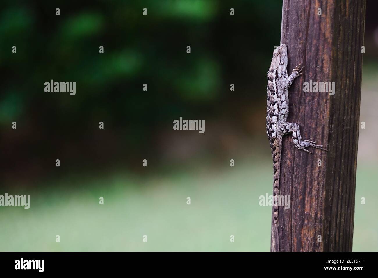 texas spiny lizard sitting on a post Stock Photo