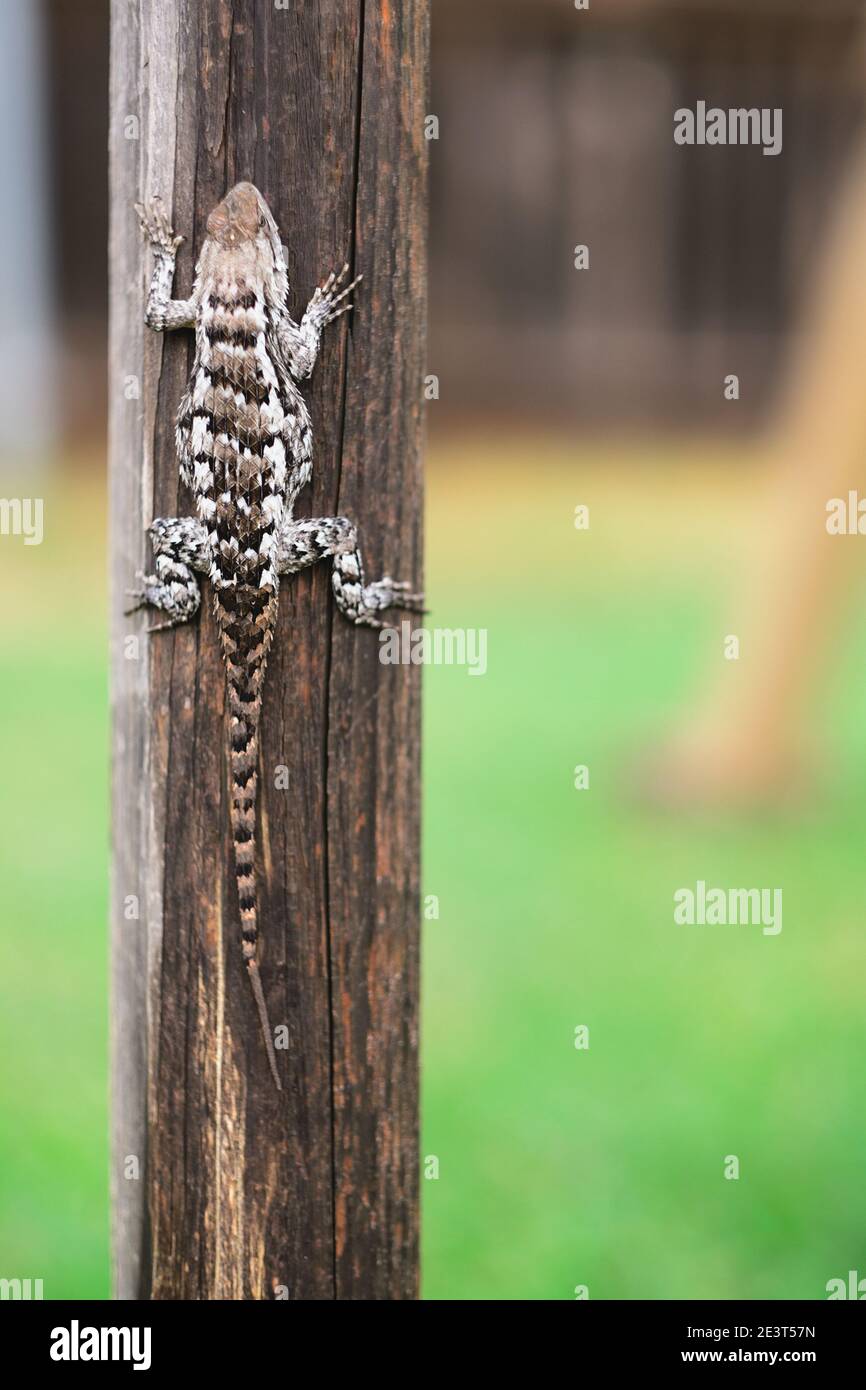 texas spiny lizard sitting on a post Stock Photo