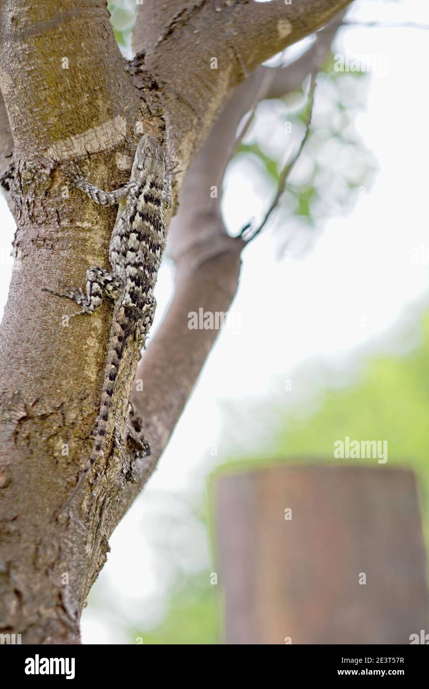texas spiny lizard sitting on a tree Stock Photo