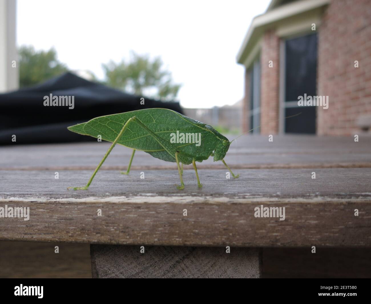 side view close-up of a leaf-shaped Katydid cricket (Tettigoniidae) sitting on garden furniture Stock Photo