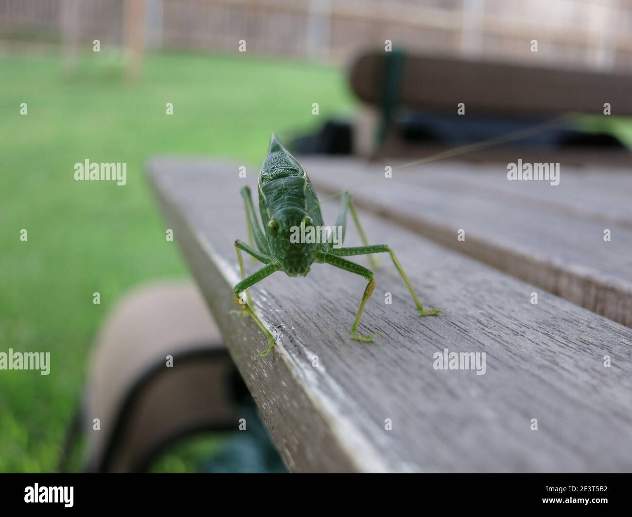 front tal close-up of a leaf-shaped Katydid cricket (Tettigoniidae) sitting on garden furniture Stock Photo