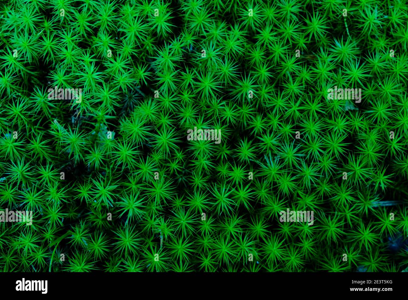 top view of green star-shaped moss (sagina subulata) Stock Photo