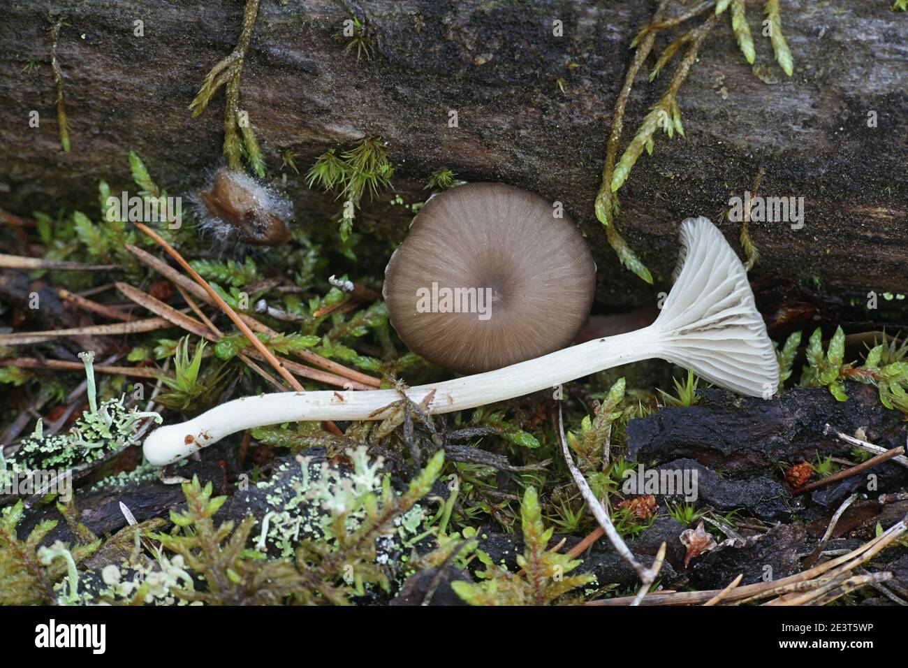 Arrhenia velutipes, also known as Omphalina velutipes, a navel mushroom from Finland with no common english name Stock Photo