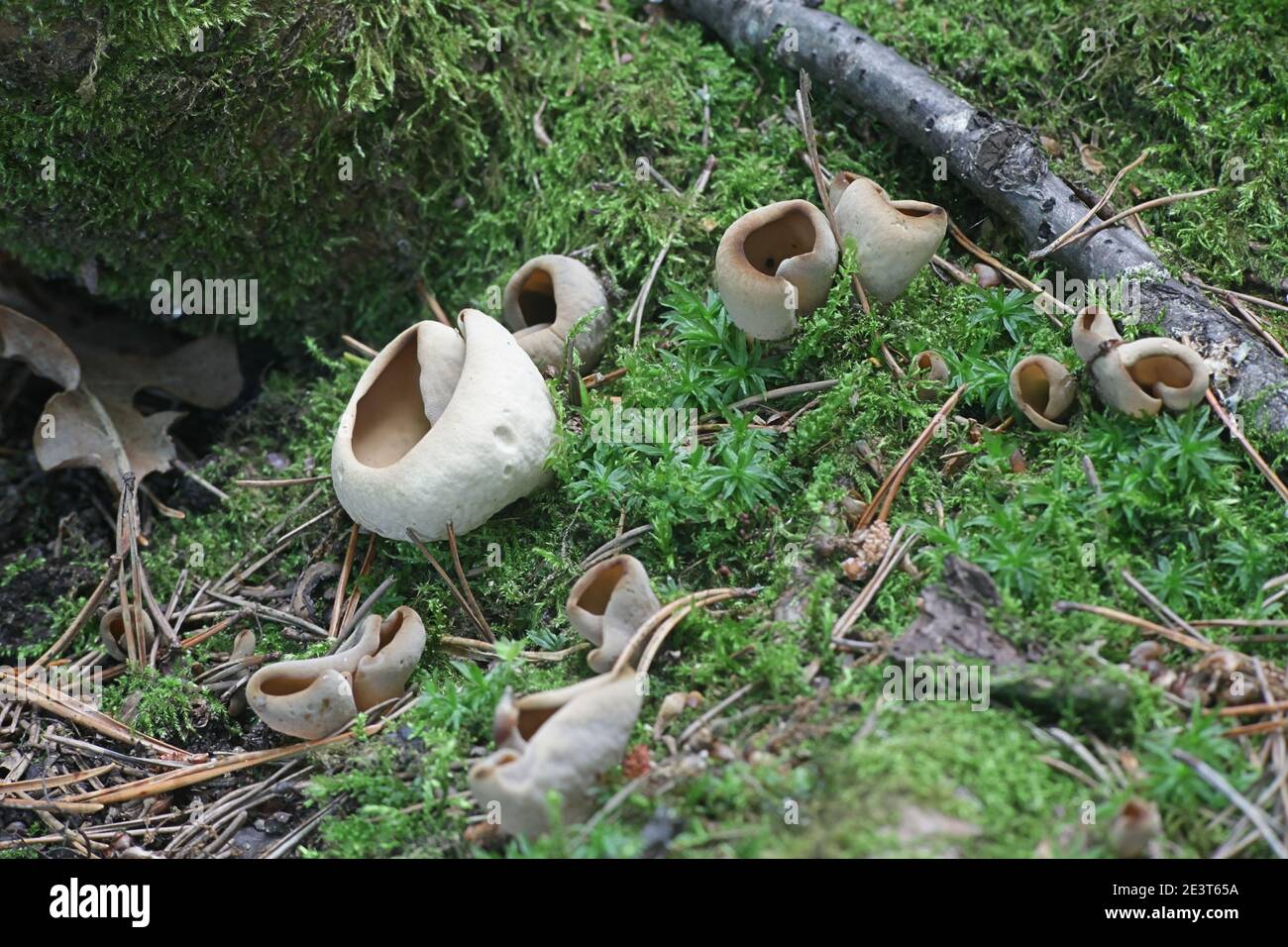 Otidea alutacea, a cup fungus from Finland with no common english name Stock Photo