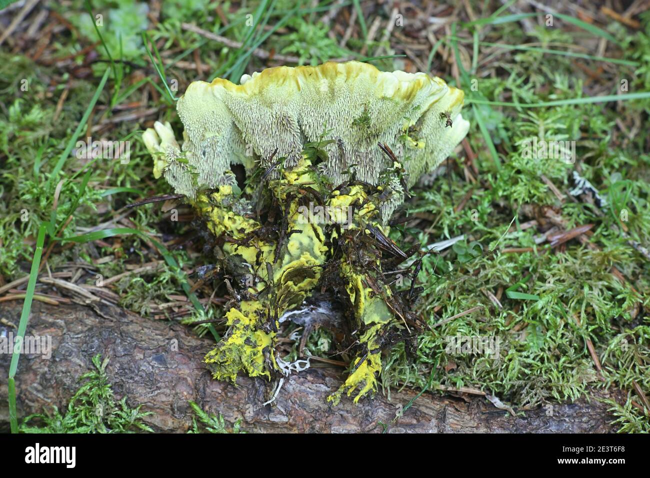 Hydnellum geogenium, a tooth fungus from Finland with no common english name Stock Photo