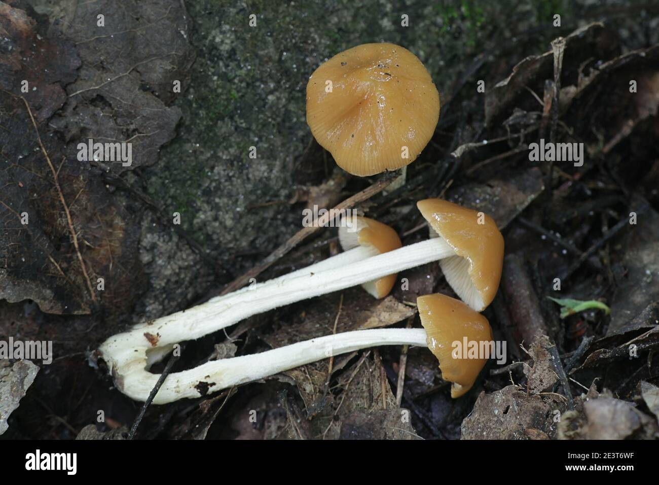 Pholiotina cyanopus, a psilocybin mushroom with no common english name growing wild in Finland Stock Photo