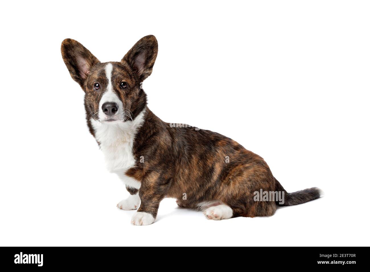 Brindle and white Cardigan Welsh Corgi dog in front of a white background Stock Photo