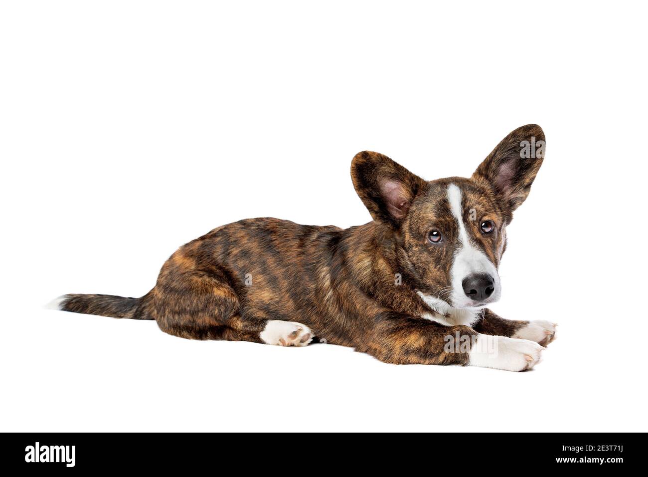 Brindle and white Cardigan Welsh Corgi dog in front of a white background  Stock Photo - Alamy