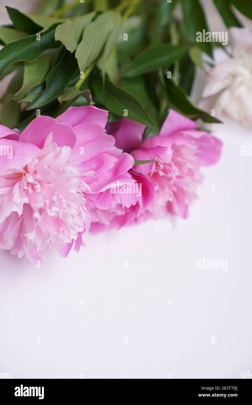 Bouquet of fresh pink and white peonies on a grey background with copy ...
