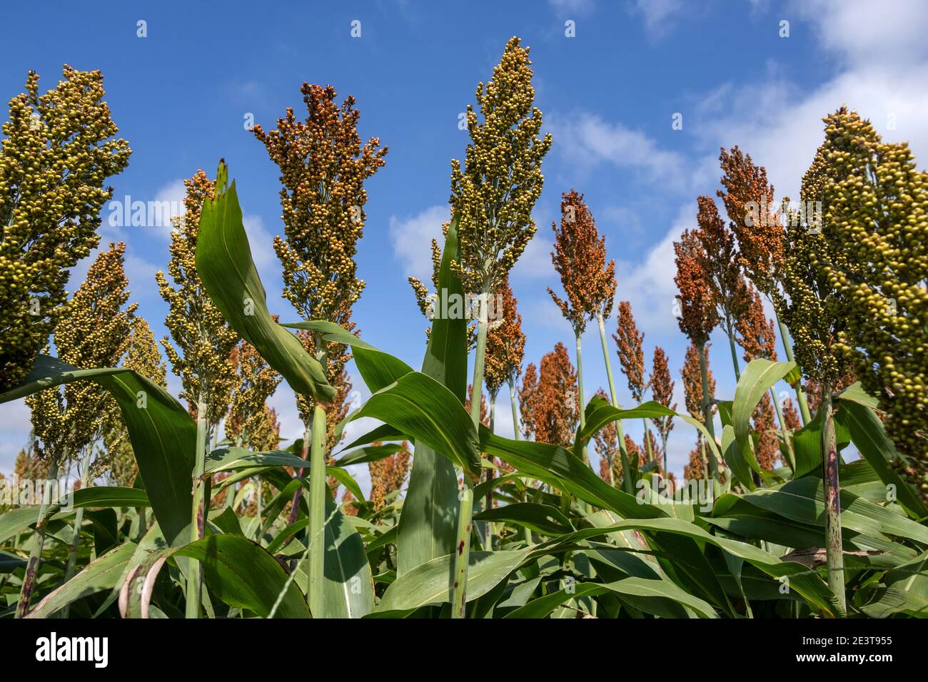 Field with commercial grain cultivated cereal crop for grain