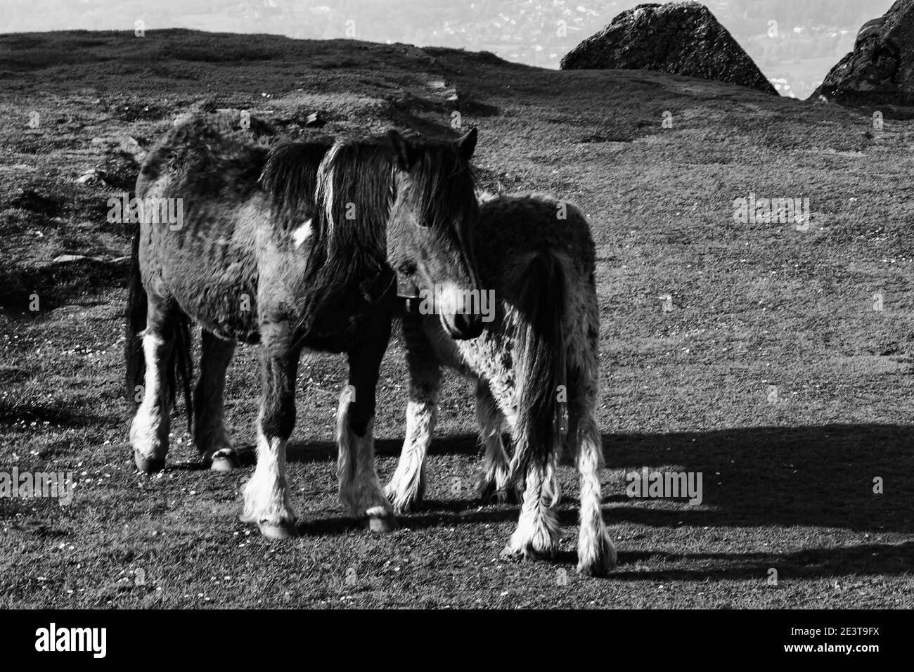 Horse and foal grazing at La Rhune mountain. View of valley seen ...