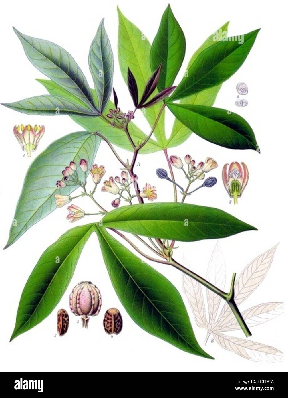 Manihot esculenta - Köhler s Medizinal-Pflanzen-090. Stock Photo