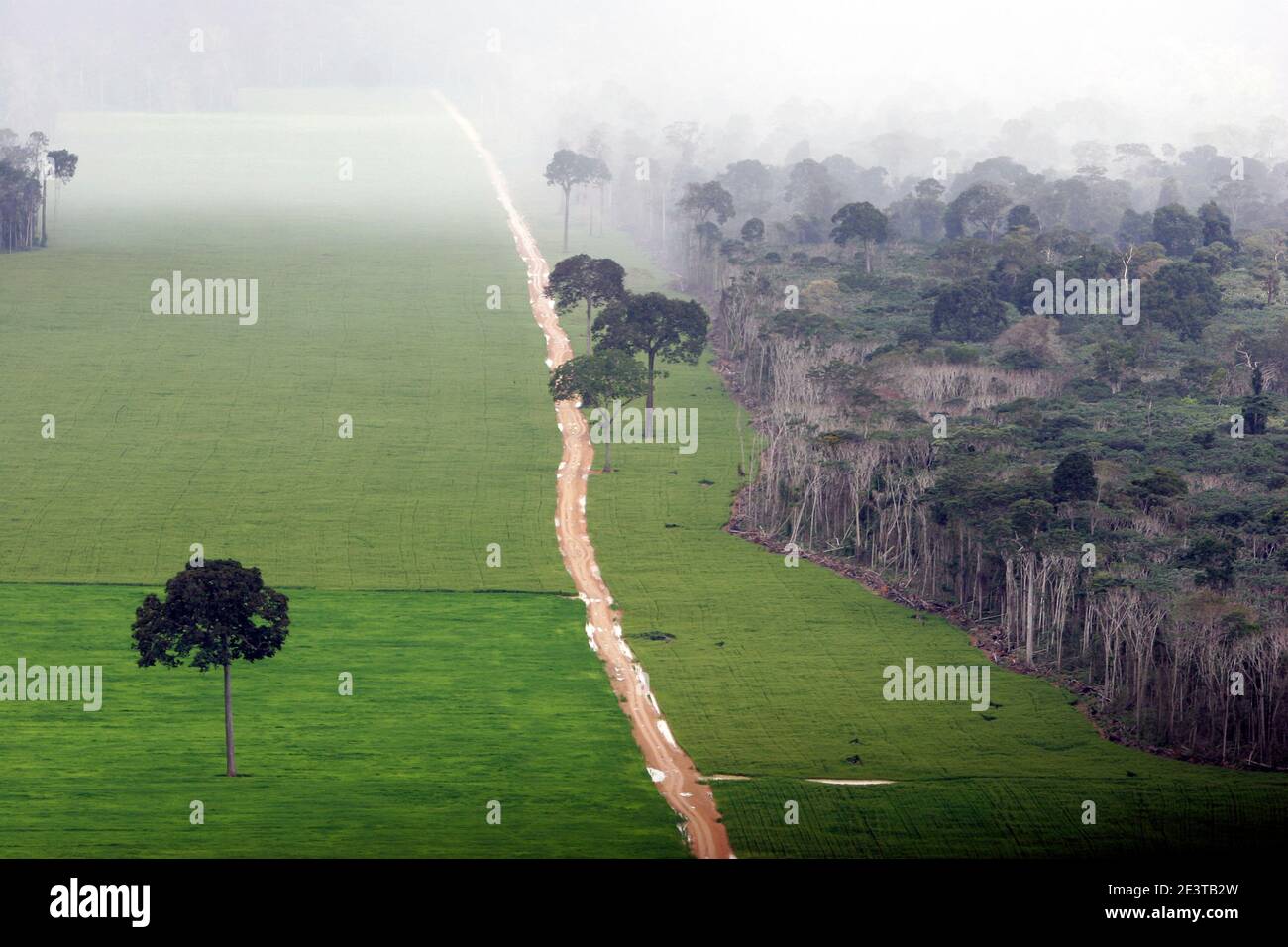 Vast soy monoculture abuts the remnant Amazon rainforest near Santarém, Pará, Brazil, where a newly cut access road slices through primary forest. Agricultural expansion for global commodity markets is driving deforestation, environmental degradation and the isolation—and eventual loss—of venerable Brazil-nut trees once integral to rainforest ecology. Conservationists warn that such land‑use change undermines biodiversity, carbon storage and the livelihoods of traditional communities. Stock Photo