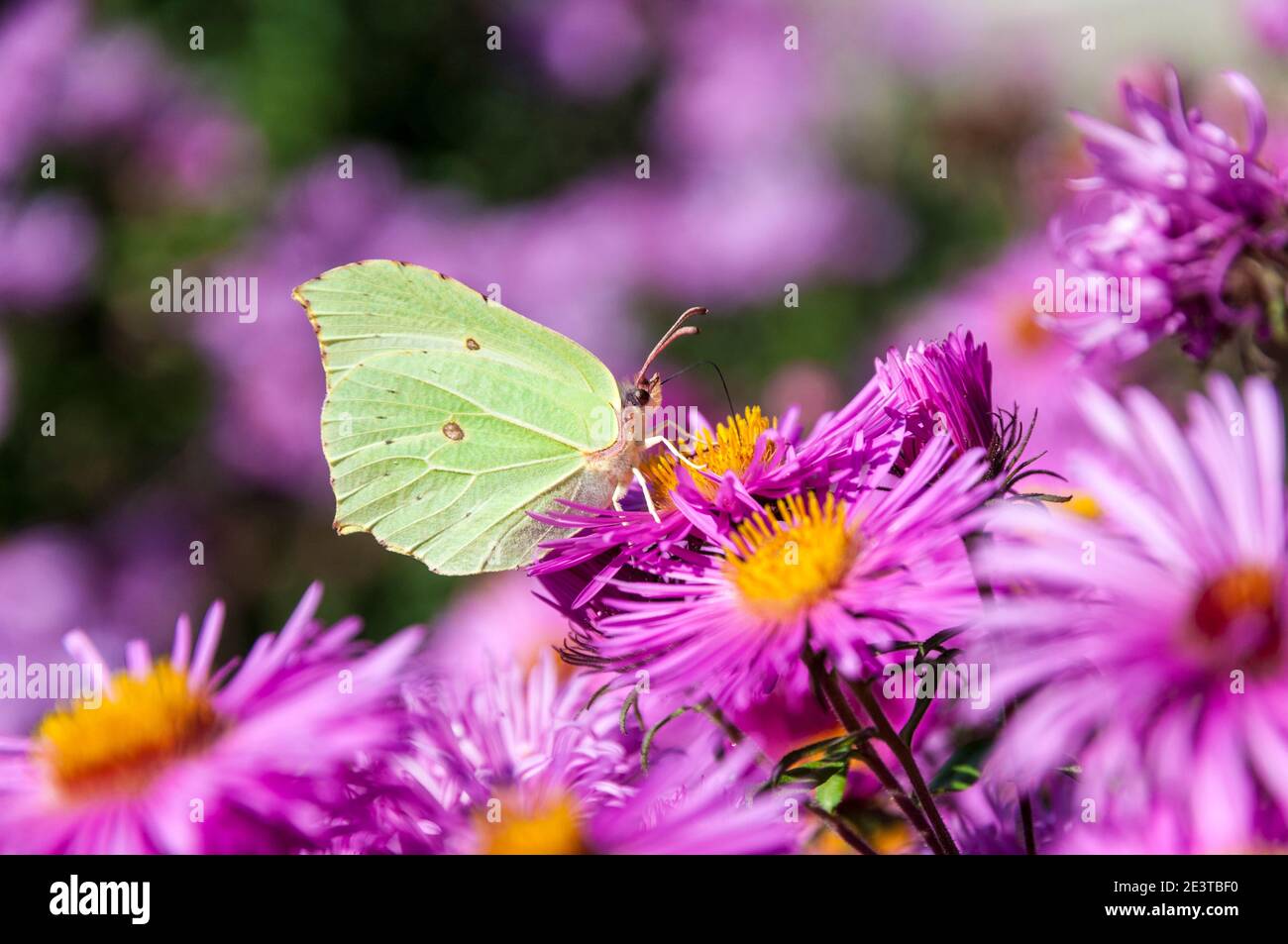 An adult brimstone butterfly (Gonepteryx rhamni) feeding on cultivated flowers at Forbach, Germany. September. Stock Photo