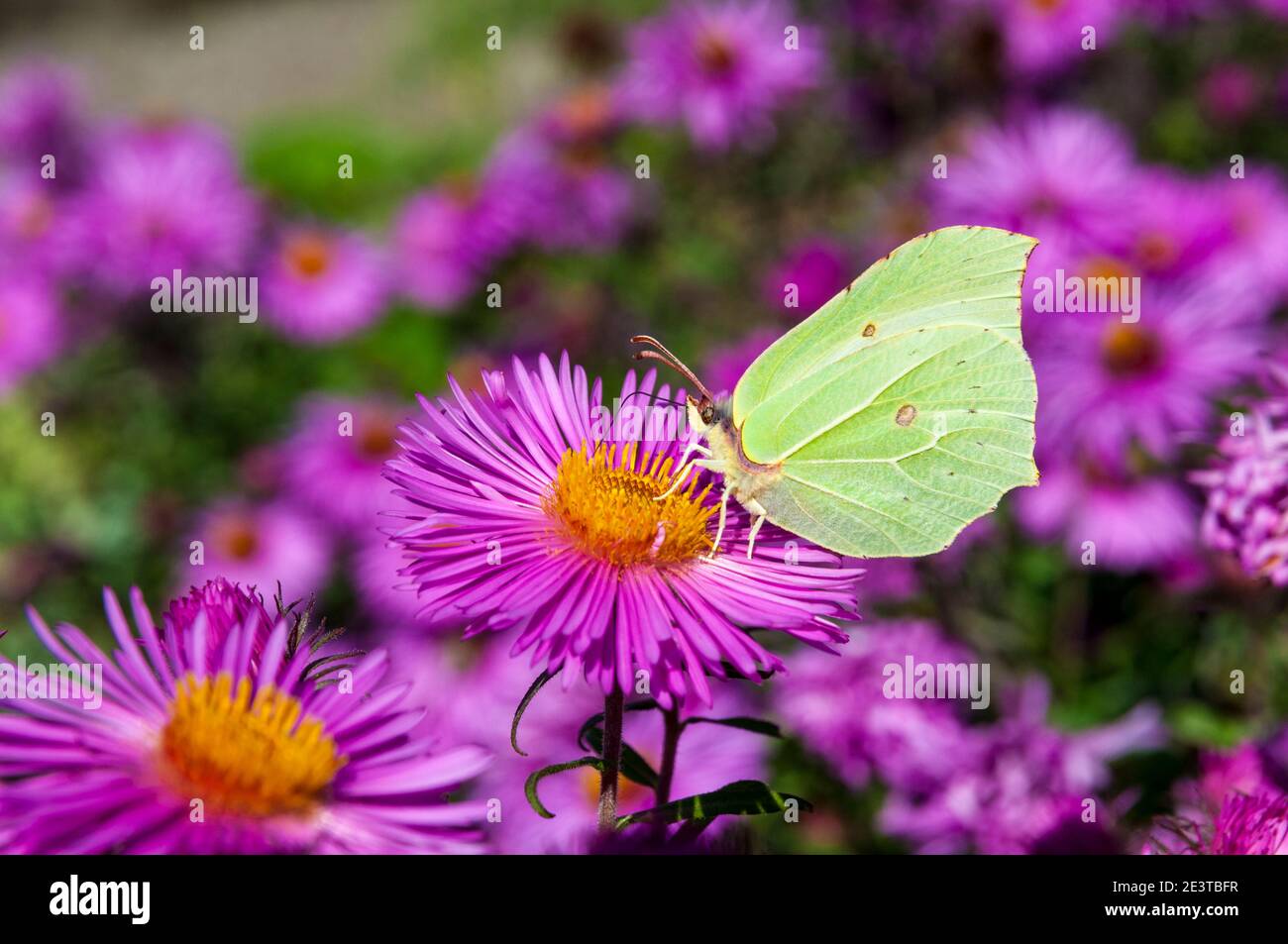 An adult brimstone butterfly (Gonepteryx rhamni) feeding on cultivated flowers at Forbach, Germany. September. Stock Photo