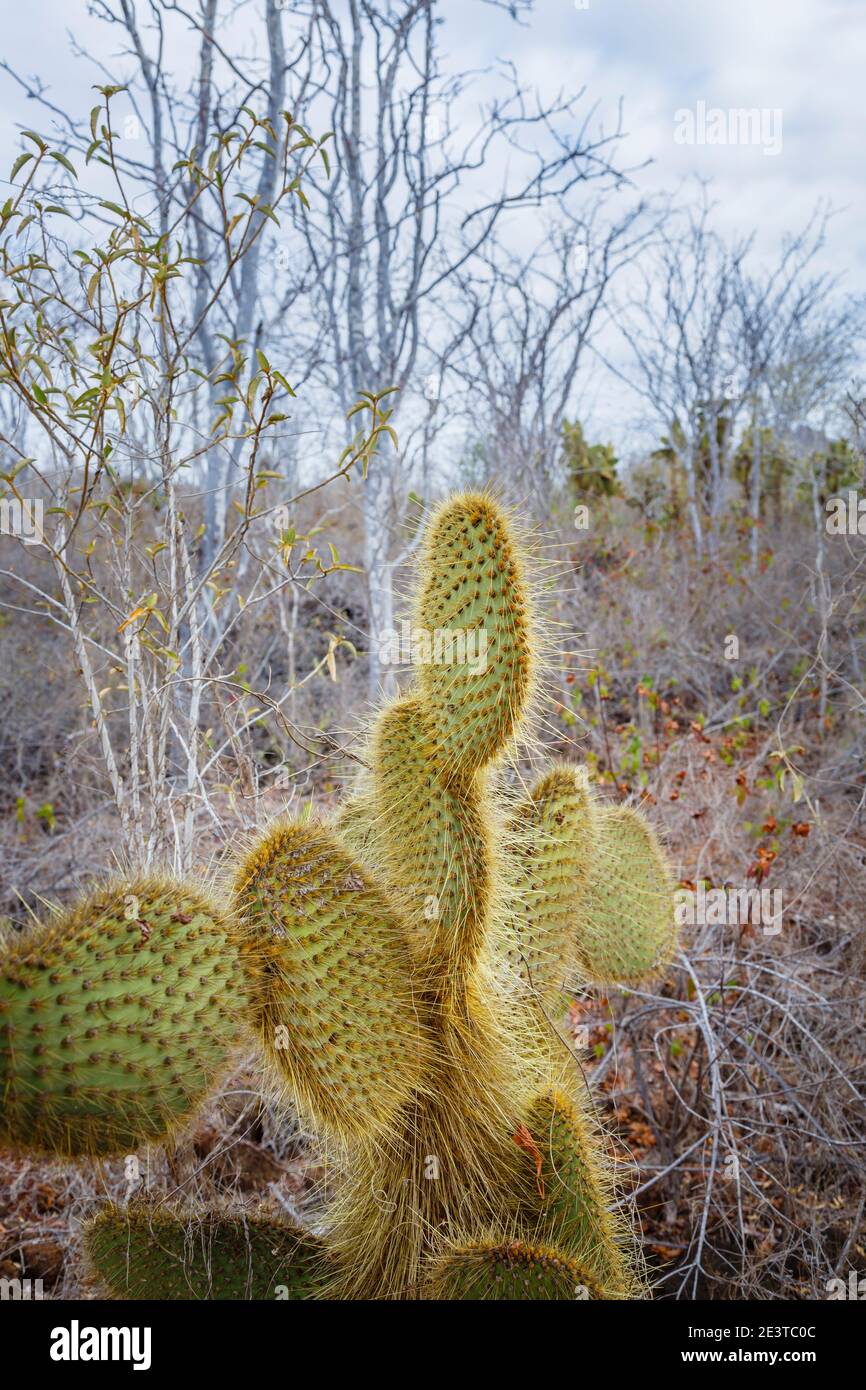 Prickly pear cactus (Opuntia echios var. echios) growing on Dragon Hill, Santa Cruz Island
