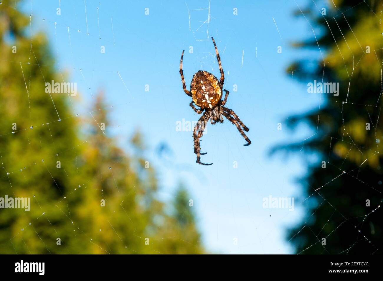 An adult garden spider (Araneus diadematus) suspended in its web in the Black Forest near Freudenstadt, Baden-Württemberg, Germany. September. Stock Photo