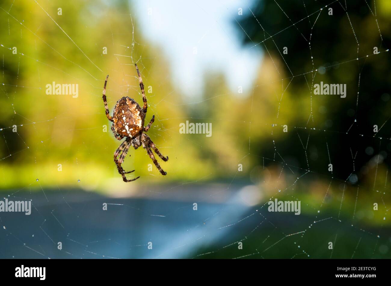 An adult garden spider (Araneus diadematus) suspended in its web next to a road through the Black Forest near Freudenstadt, Baden-Württemberg, Germany Stock Photo