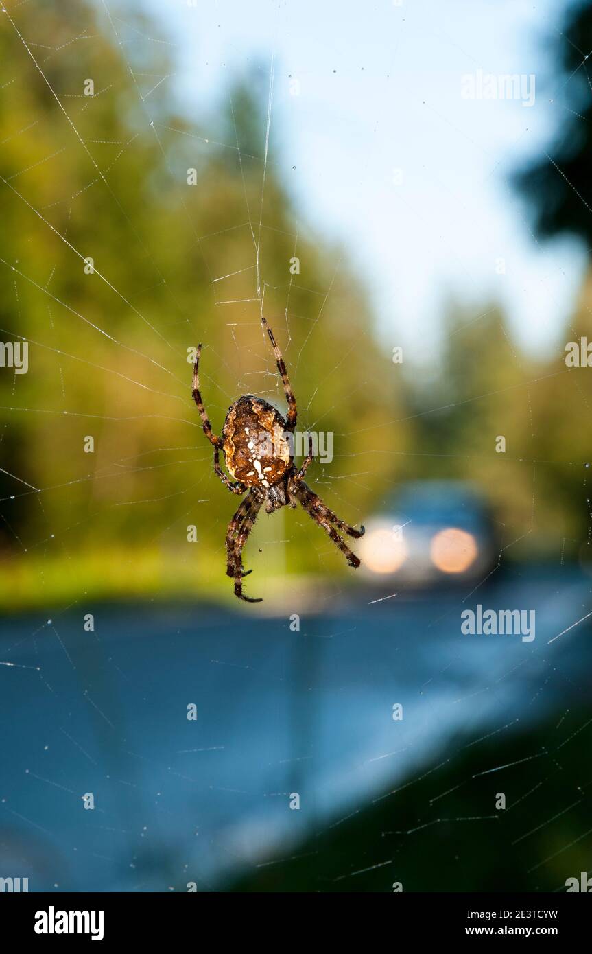 An adult garden spider (Araneus diadematus) suspended in its web next to a road through the Black Forest near Freudenstadt, Baden-Württemberg, Germany Stock Photo