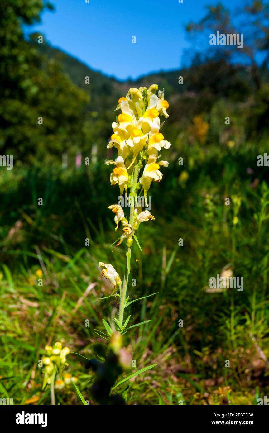 A flower spike of common toadflax (Lanaria vulgaris) blooming in the Black Forest at Halbmeil between Schiltach and Wolfach, Baden-Württemberg, German Stock Photo