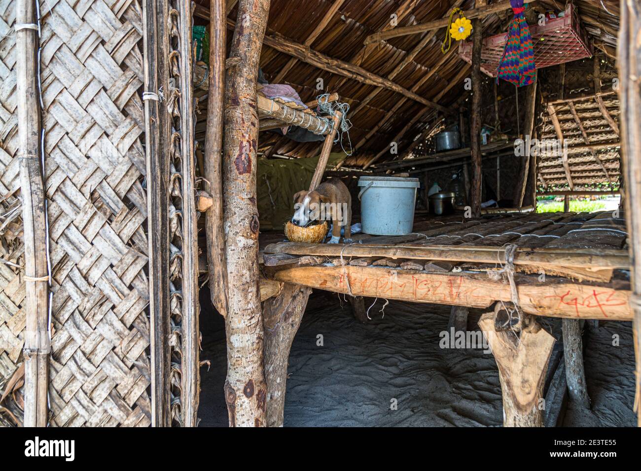 Little Dog in typical Hut of Papua New Guinea Stock Photo
