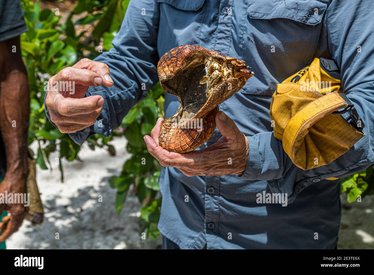 Shell of the palm crab in Papua New Guinea Stock Photo
