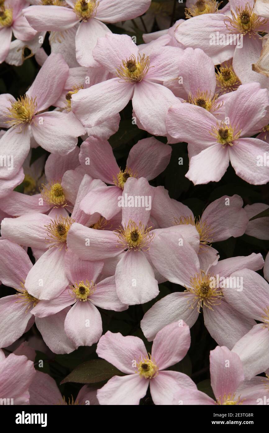 A Mass of Pink Montanna Clematis Flowers (Clematis Montana Rubens) blossom together in spring, England, UK Stock Photo