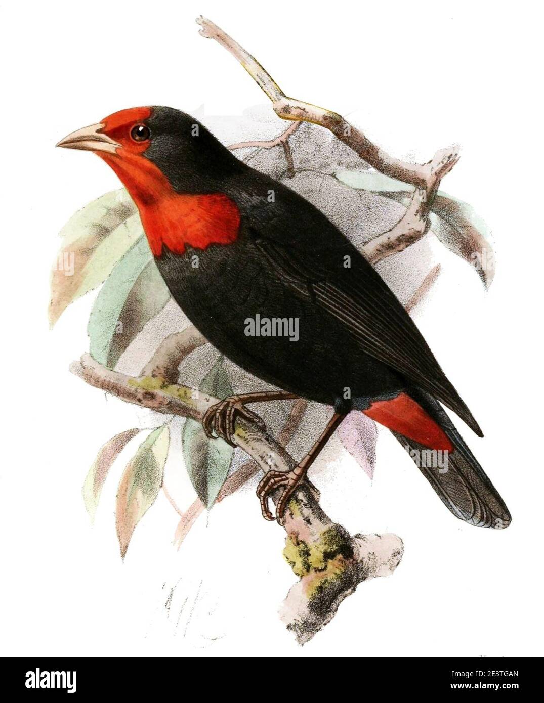 Malimbus hires stock photography and images Alamy