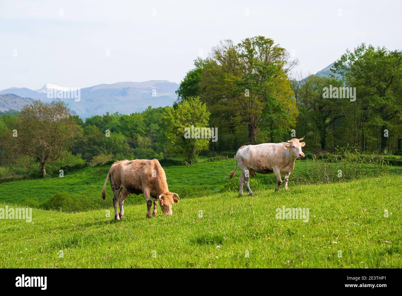French Basque Country. Two cows grazing at pasture. Pyrenees mountains ...
