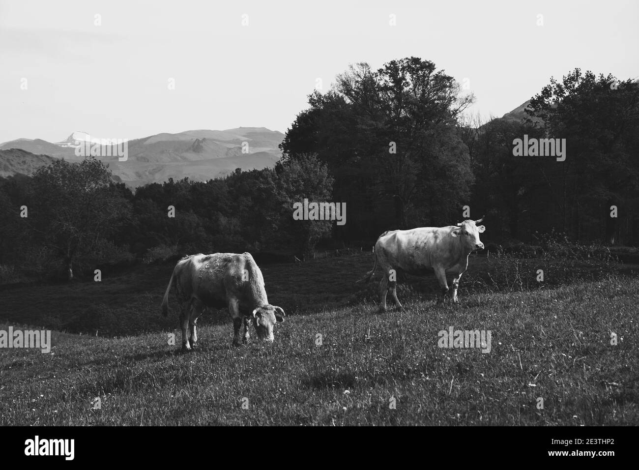 French Basque Country. Two cows grazing at pasture. Pyrenees mountains ...