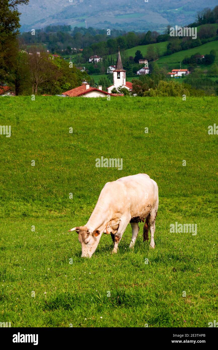 French Basque Country. Cow grazing at meadow. Traditional village ...
