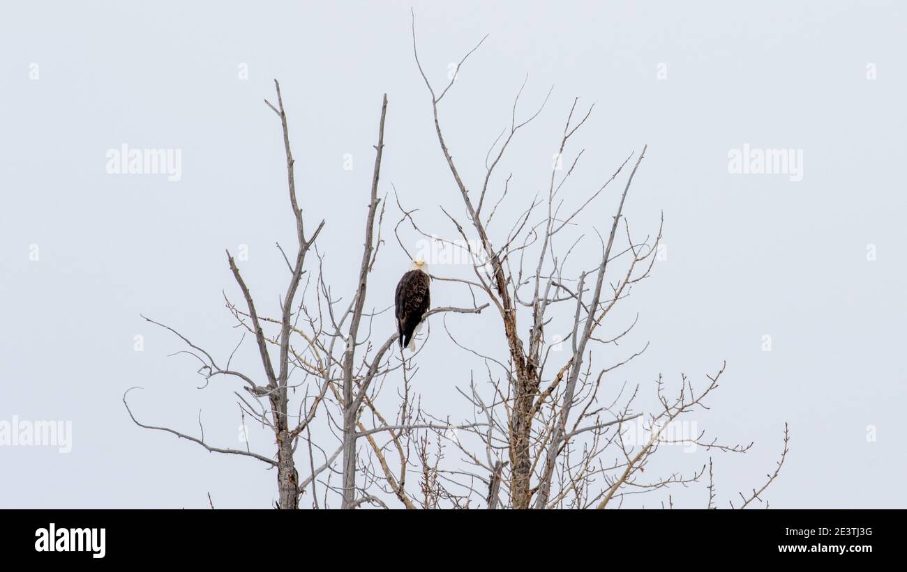 Bald Eagle in Bozeman Stock Photo Alamy