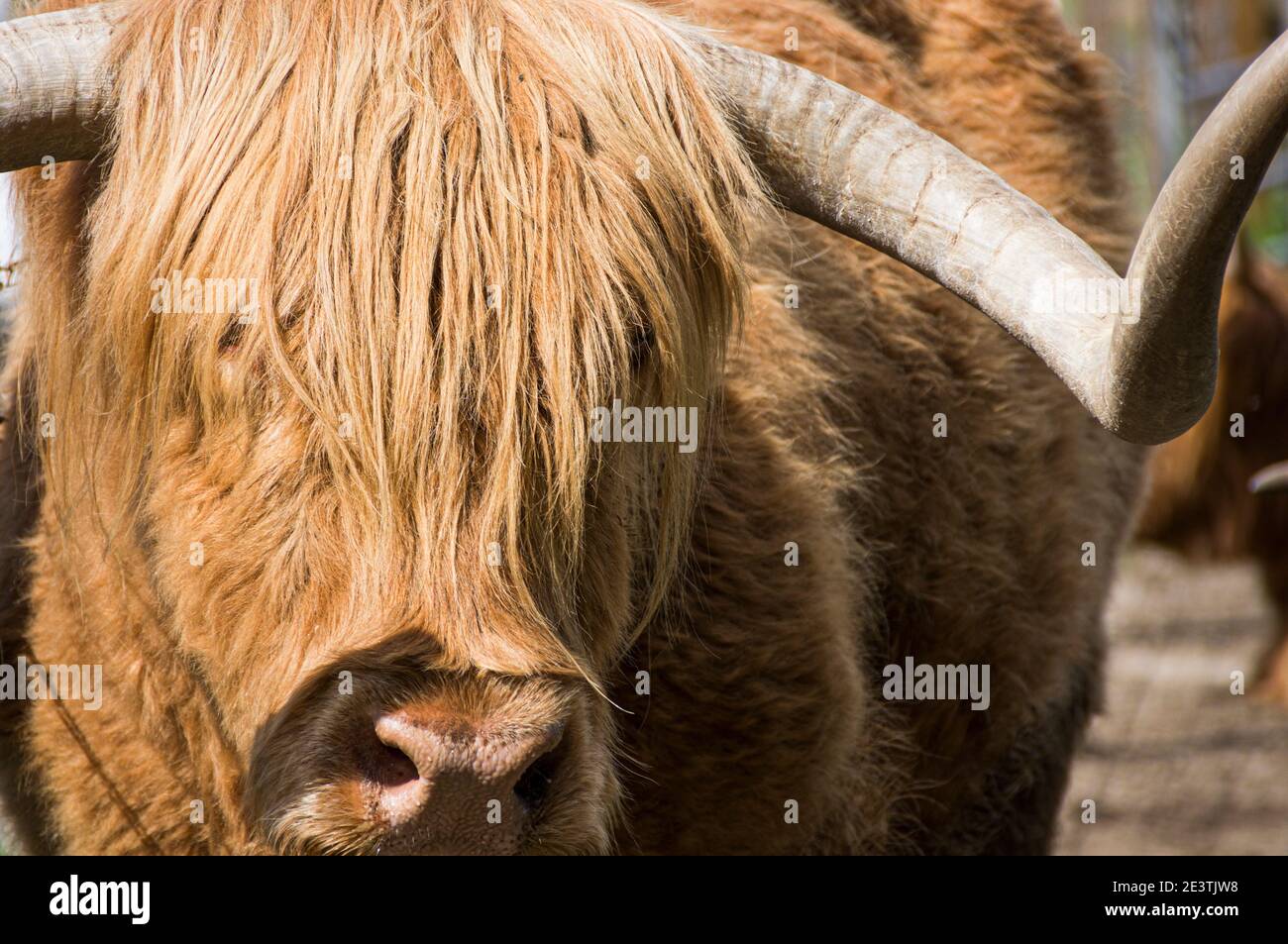 a scottish highland cattle Stock Photo