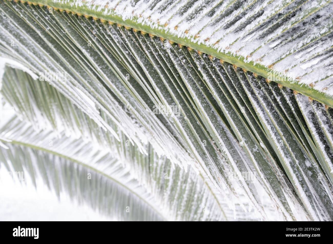 an unusual image of a palm leaf completely bent by a thick layer of snow, concept for climate change. Spain, extremadura. Stock Photo