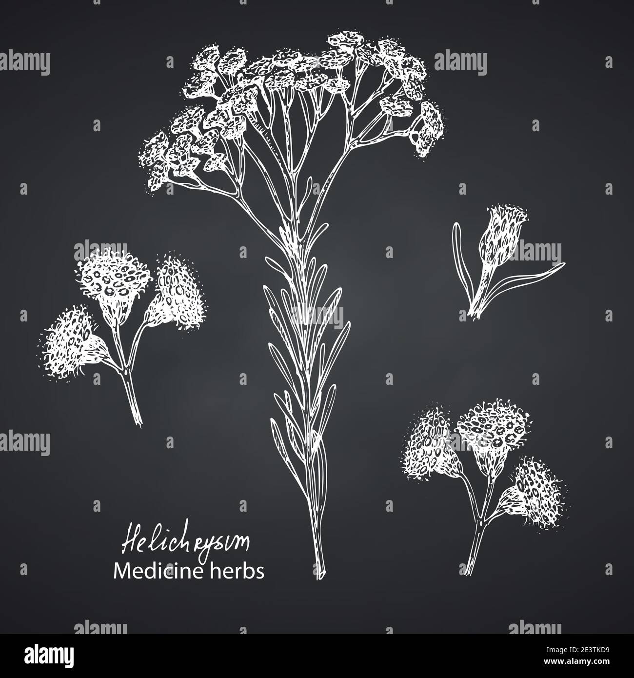 Set hand drawn of immortelle italian, Helichrysum flowers in white ...
