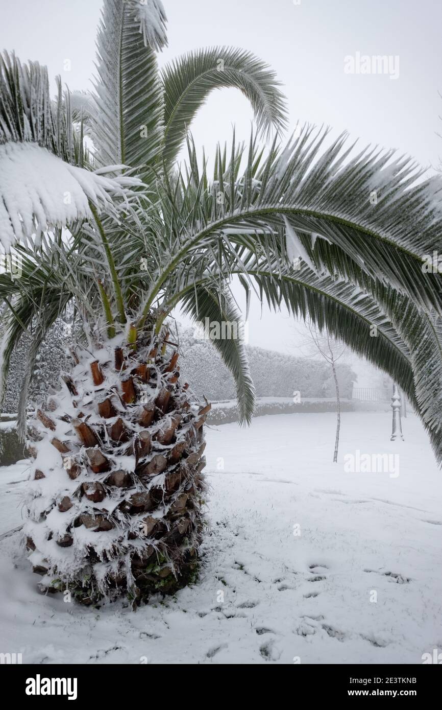 an unusual image of a large palm tree with large leaves buried under a thick layer of snow, concept climate change, spain, extremadura Stock Photo