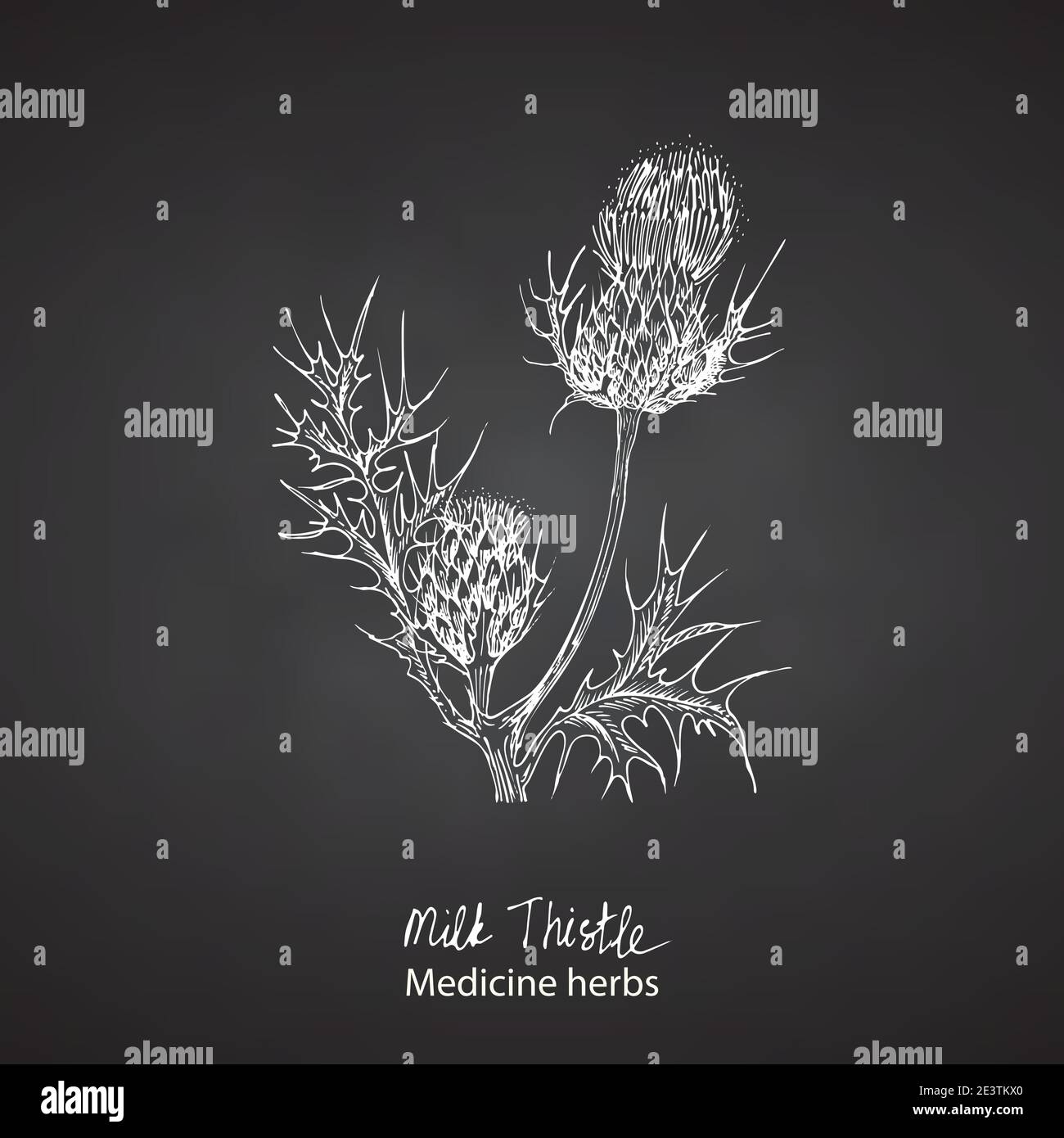 Thistle botanical illustration hi-res stock photography and images - Alamy