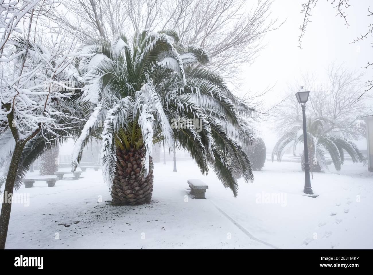 an unusual image of a large palm tree with large leaves buried under a thick layer of snow, concept climate change, spain, extremadura Stock Photo