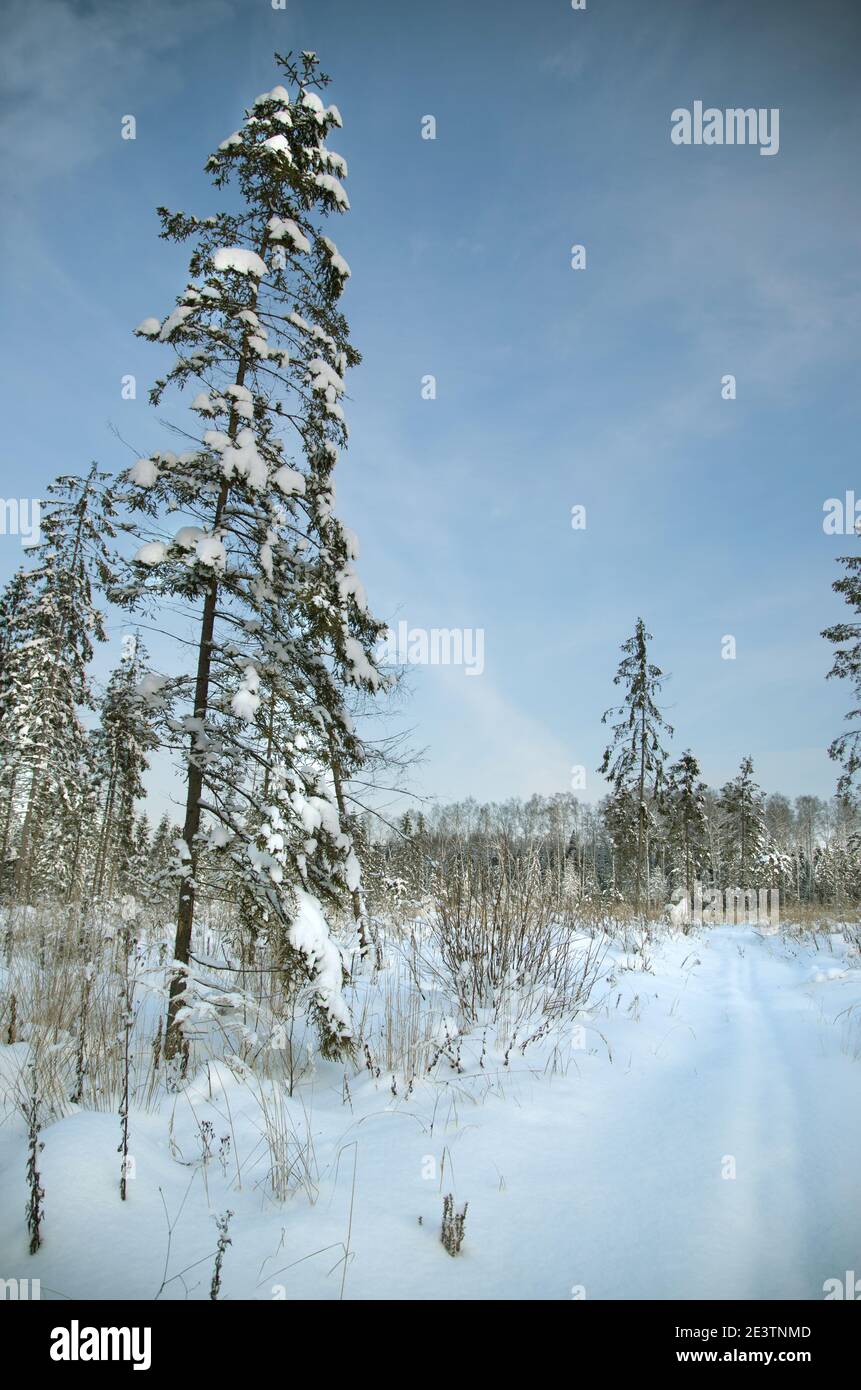 Tall tree covered in white hi-res stock photography and images - Alamy