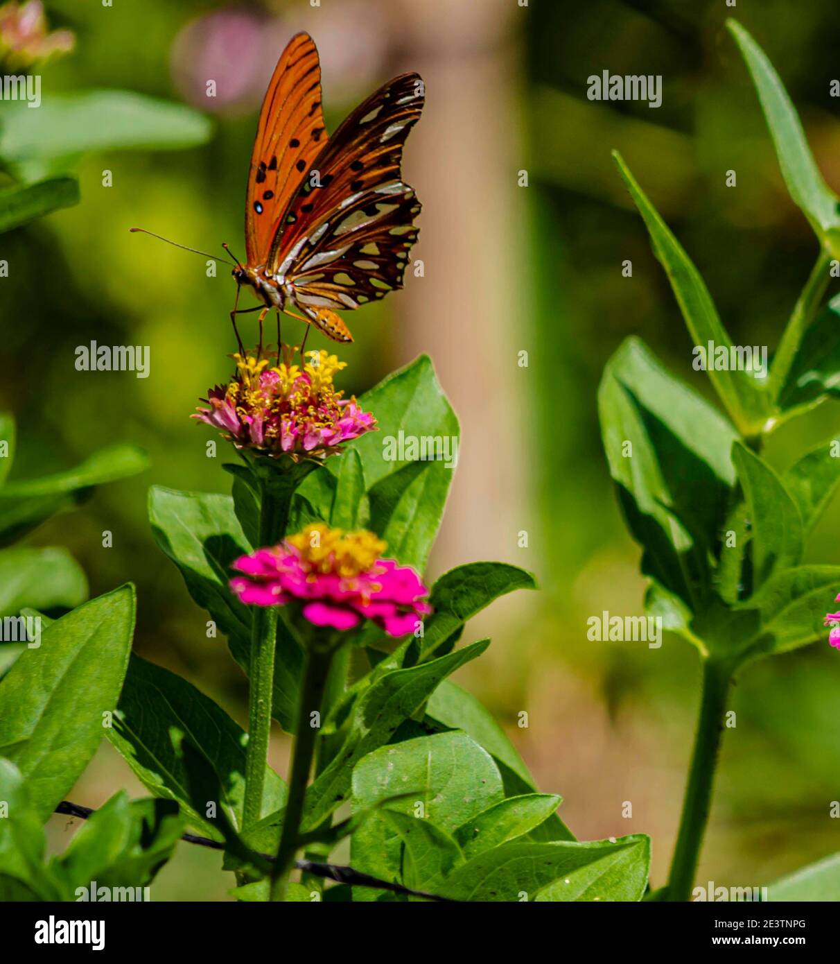 Butterfly flying over the flowers of a public botanical garden on a spring day Stock Photo Alamy