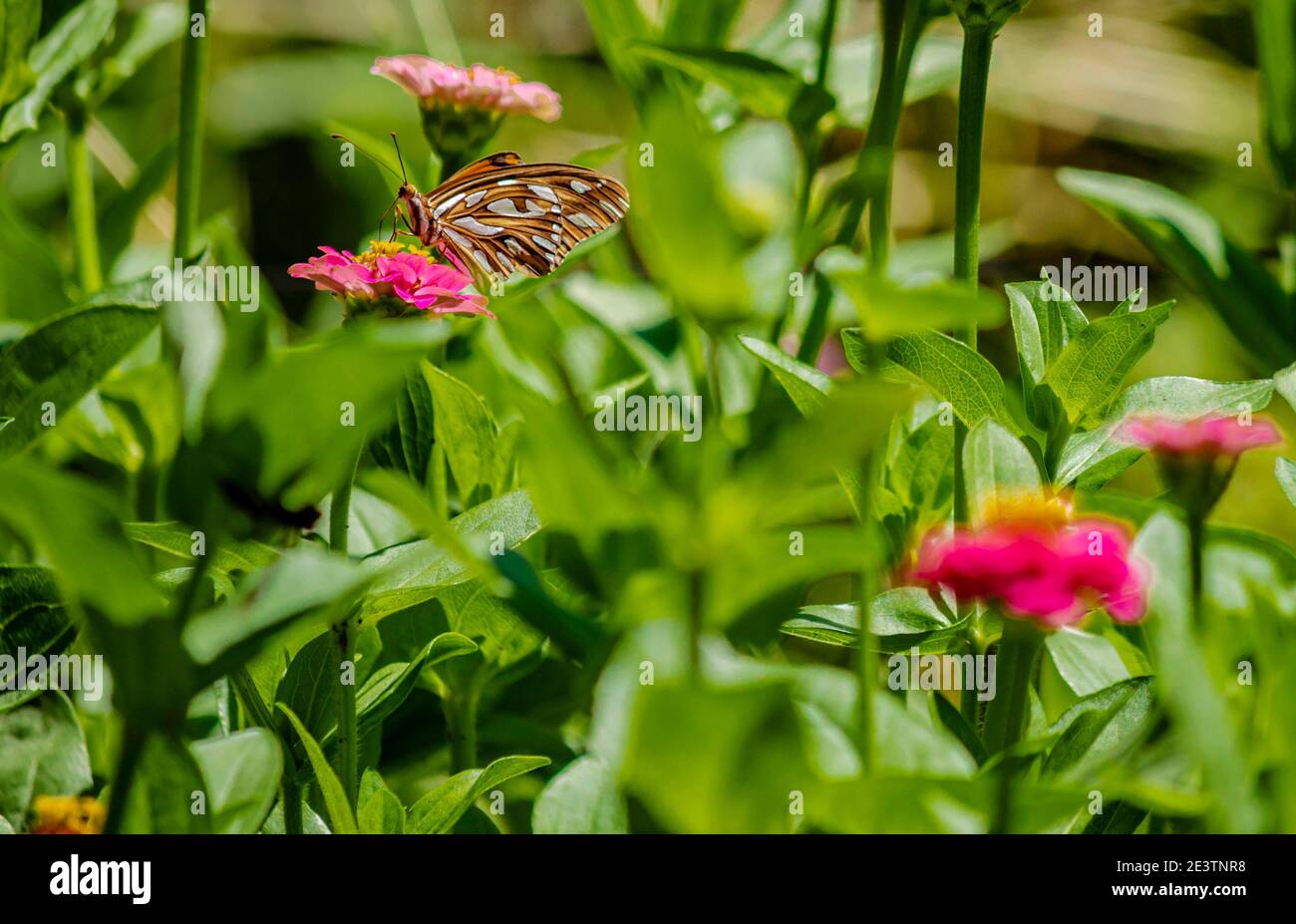 Butterfly flying over the flowers of a public botanical garden on a spring day Stock Photo Alamy